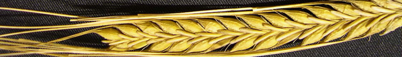 Barley ear