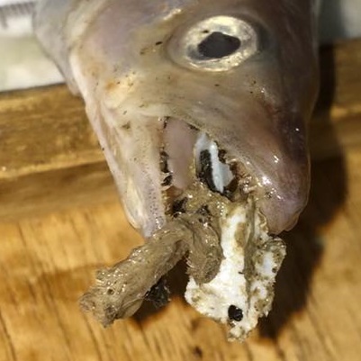 original image of a whiting with a white sheet of plastic in mouth and a rollover image comparing whiting and pouting.