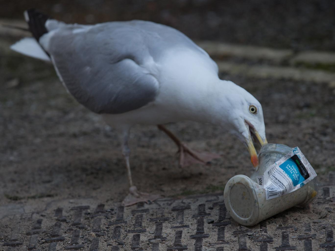 Seagull eating rubbish