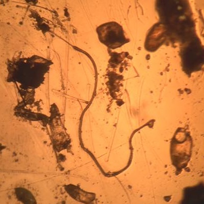 fibre removed from a fish with a rollover image of another fibre on the FTIR machine